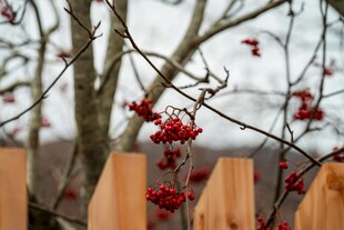 木栅栏旁的红果树枝