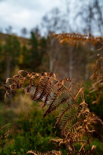 秋日蕨类植物特写