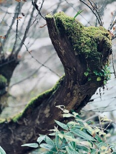 长满青苔的枯木