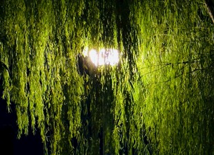 夜下垂柳 灯光摇曳生姿