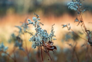 秋日蓝花与昆虫特写