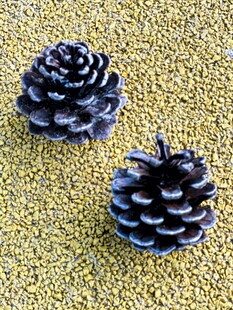 两颗黑松果置于金色背景