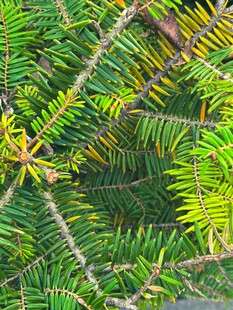 蛛网缠绕松枝的自然景象