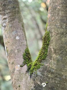 树干上的翠绿苔藓景观