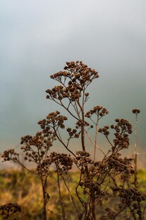 枯萎植物于朦胧天色下