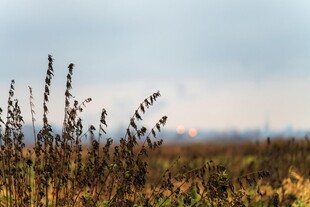 秋日旷野中的植物景观