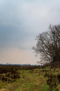 旷野孤树 天色 沉之景