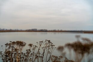 湖畔枯萎植物与宁静水面