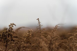 秋日枯黄野草特写