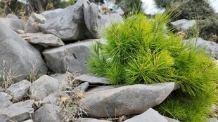 石间绿意盎然的蓬勃小草