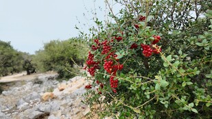 溪边红果繁茂的绿植