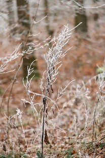 冬日林间覆霜的纤细植物