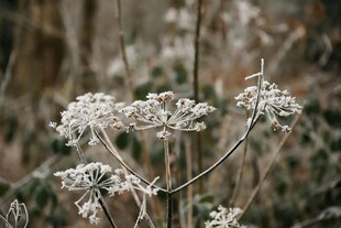 冬日银白绽放的素雅花朵