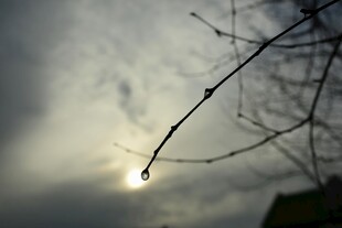 枝头露珠映日光