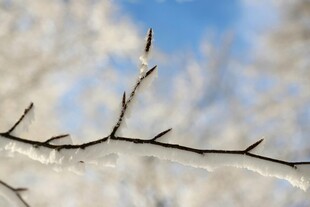 雪覆枝头的冬日景致