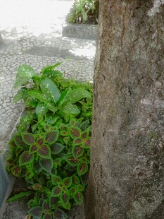 树干旁的翠绿蔓生植物