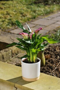 白盆中绽放的美丽红掌