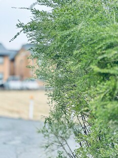 路边绿植枝叶特写