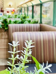 室内绿植环绕的条纹沙发