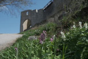 城堡旁绽放的多彩野花