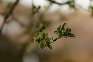 嫩绿新芽枝头绽放