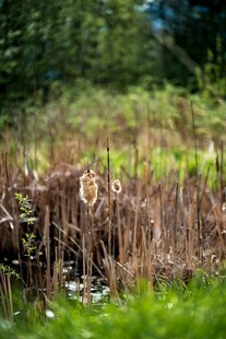 湿地中的芦苇与绿色植被