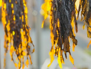 金黄垂落的植物枝叶