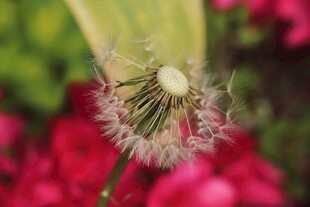 蒲公英特写 绽放的绒球