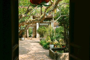 庭院绿植小径 静谧好风光