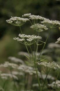 白色伞状野花特写