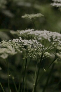 野外白色小花特写