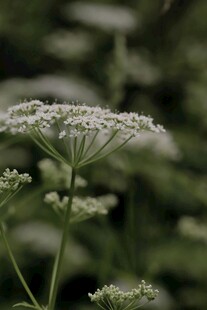 白色伞状野花特写