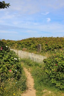 乡间小径 绿意盎然的风景