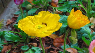 娇艳黄色花朵虞美人绽放