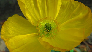 黄色虞美人特写