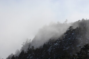 云雾缭绕的山林美景