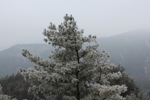 雾中覆雪松树 远山朦胧