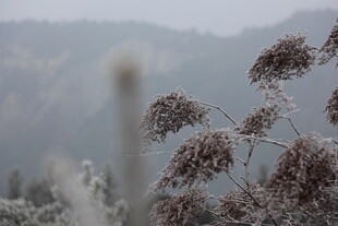 雾凇覆盖的植物景观