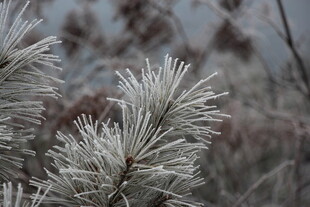 冬日银白松针特写