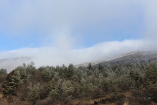 云雾缭绕的山林美景