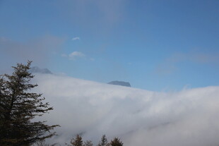 云海之上的蓝天与树木