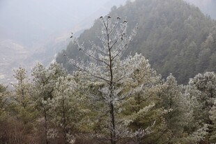 雾凇覆盖的山林景观