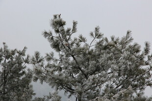 雪覆松树景致