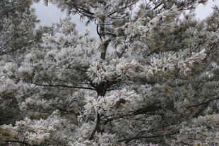 枝头覆雪的树木景观