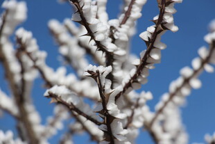 枝头覆雪的绽放花朵
