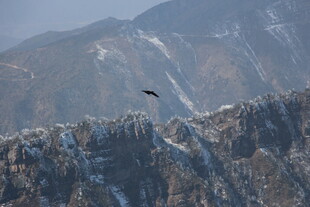 雪山之巅飞鸟翱翔