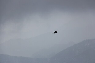 孤鸟翱翔于云雾山峦间