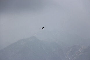 雾中飞鸟于山峦之上