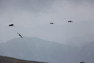 群鸟于阴云下翱翔