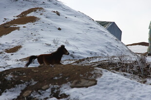雪地孤马